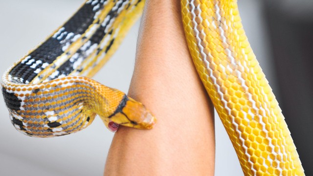 bai-viet/nhung-dieu-can-luu-y-khi-su-dung-thuoc-giai-doc-ran-can.html