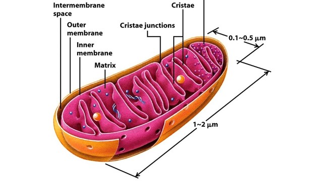 bai-viet/ti-the-la-gi-nhung-benh-ly-nao-lien-quan-den-ti-the.html