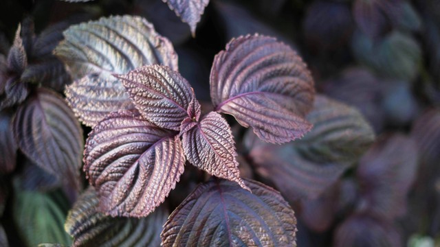 bai-viet/tia-to-do-co-tac-dung-gi-bi-quyet-song-khoe-tre-lau-nho-tia-to.html