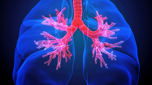 bai-viet/tieu-phe-quan-la-gi-vai-tro-trong-he-ho-hap.html