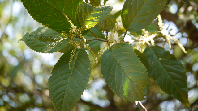 bai-viet/cay-don-rang-cua-co-tac-dung-gi-thanh-phan-co-trong-cay-don-rang-cua.html