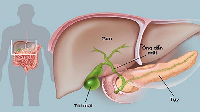 bai-viet/tim-hieu-gian-duong-mat-trong-gan-co-nguy-hiem-khong.html