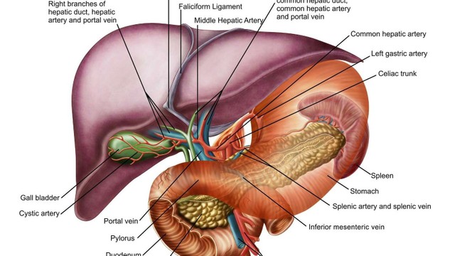 bai-viet/hoi-chung-banti-la-gi-nguyen-nhan-trieu-chung-phuong-phap-chan-doan-va-dieu-tri.html