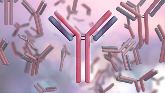 bai-viet/tim-hieu-ve-khang-the-hieu-gia-khang-the-la-gi.html