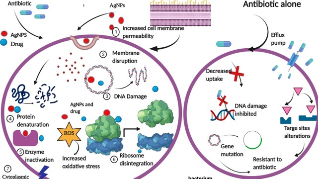 bai-viet/tim-hieu-ve-so-do-phoi-hop-khang-sinh-va-tac-hai-cua-viec-lam-dung-thuoc-khang-sinh.html