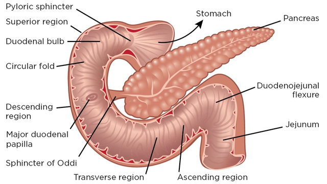 bai-viet/tim-hieu-ve-ta-trang-vi-tri-vai-tro-va-cac-benh-thuong-gap.html