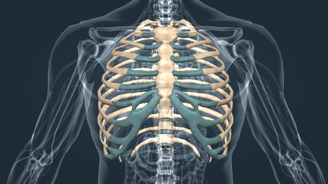 bai-viet/xuong-suon-vi-tri-cau-tao-chuc-nang-va-mot-so-benh-ly-thuong-gap.html