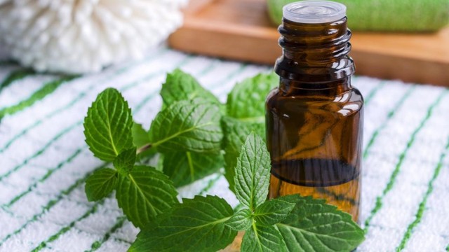 bai-viet/co-that-tinh-dau-bac-ha-giup-giam-dau-sau-phau-thuat-tim.html