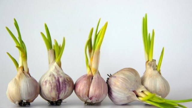 bai-viet/toi-moc-mam-co-an-duoc-khong-nhung-luu-y-khi-an-toi-moc-mam.html