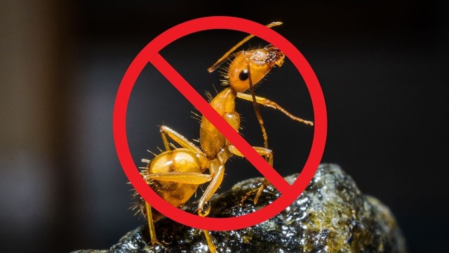 bai-viet/top-10-cach-duoi-kien-gio-cuc-ky-hieu-qua-tai-nha.html