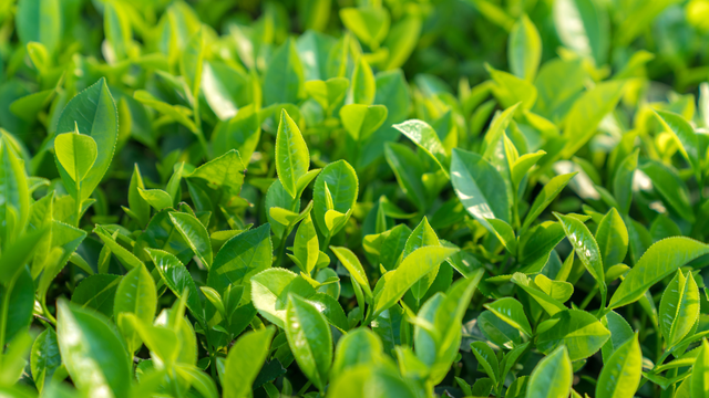 bai-viet/tra-xanh-co-the-giup-ngan-ngua-suy-giam-nhan-thuc-khong.html