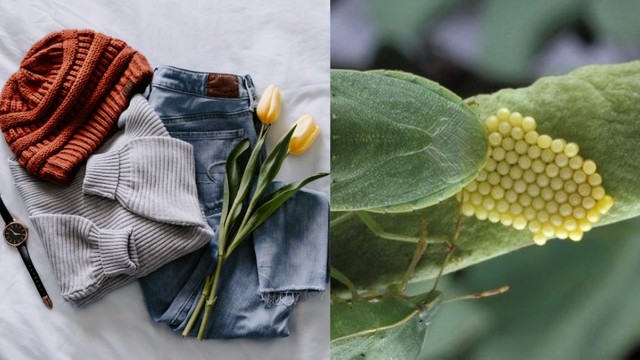 bai-viet/trung-con-trung-gay-hai-the-nao-cach-xu-ly-trung-con-trung-tren-quan-ao.html