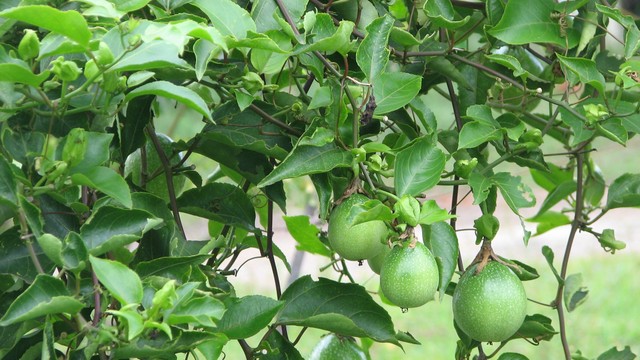 bai-viet/truong-hop-nguoi-tieu-duong-co-uong-duoc-cay-lac-tien-khong.html