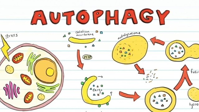 bai-viet/tu-thuc-bao-autophagy-co-che-tu-loai-bo-te-bao-doc-hai-cua-co-the-53611.html