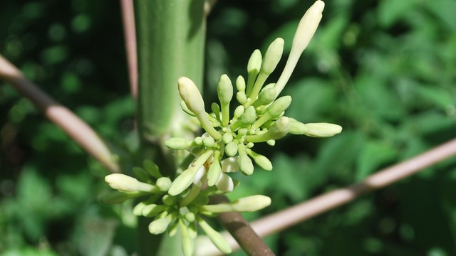 bai-viet/uong-hoa-du-du-duc-hang-ngay-co-tot-khong.html