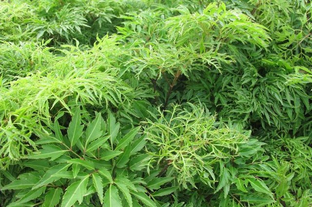 bai-viet/uong-la-dinh-lang-mat-sua-hay-loi-sua-44999.html