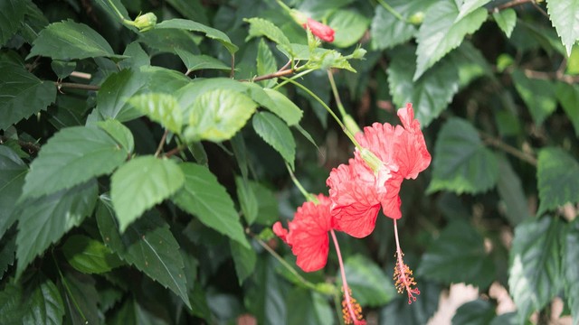 bai-viet/uong-nuoc-la-dam-but-co-tac-dung-gi.html