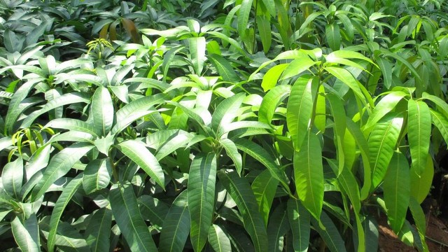 bai-viet/uong-nuoc-la-xoai-co-tac-dung-gi.html