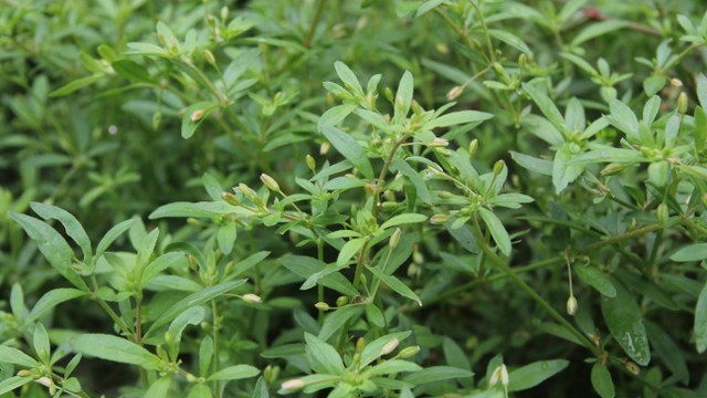 bai-viet/uong-nuoc-rau-dang-dat-co-tac-dung-gi-bai-thuoc-dan-gian-tu-rau-dang-dat.html