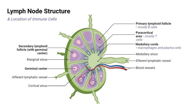 bai-viet/vai-tro-cau-truc-cua-hach-bach-huyet-trong-co-the-va-cac-benh-thuong-gap.html