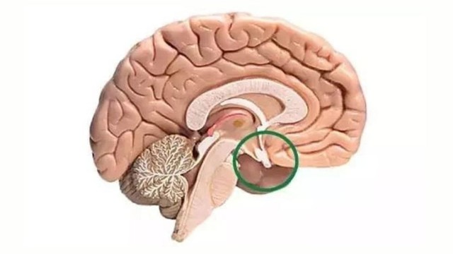 bai-viet/vai-tro-cua-tuyen-yen-trong-he-thong-noi-tiet.html