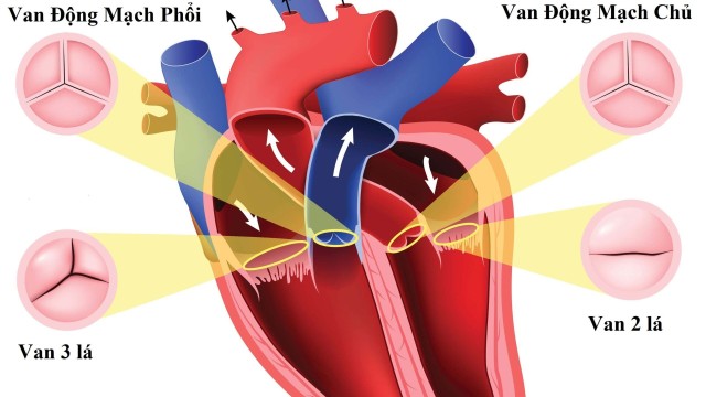 bai-viet/van-dong-mach-phoi-giai-phau-va-chuc-nang.html