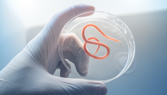 bai-viet/vat-chu-la-gi-5-benh-pho-bien-do-ky-sinh-trung-gay-ra.html