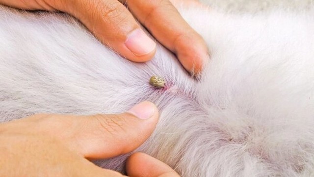 bai-viet/ve-cho-chui-vao-tai-co-sao-khong-phai-lam-sao-khi-bi-ve-cho-chui-vao-tai.html