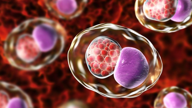 bai-viet/vi-khuan-chlamydia-trachomatis-gay-benh-gi.html