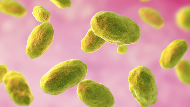 bai-viet/vi-khuan-dich-hach-la-gi-kha-nang-lay-benh-va-do-nguy-hiem.html