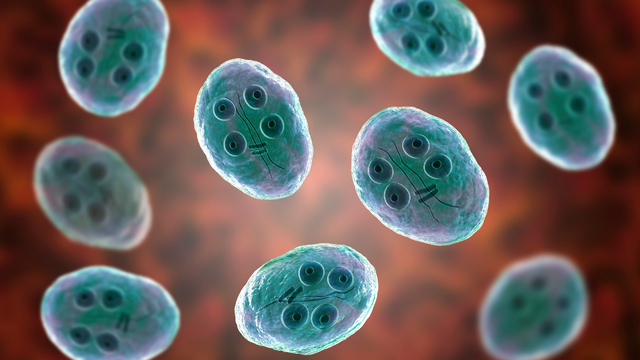 benh/viem-ruot-do-giardia-191.html