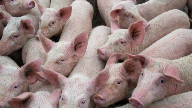 bai-viet/virus-gay-dich-ta-lon-song-o-nhiet-do-bao-nhieu.html