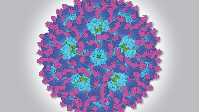 bai-viet/virus-o-nyong-nyong-la-gi-dac-diem-cau-tao-cua-virus-o-nyong-nyong.html