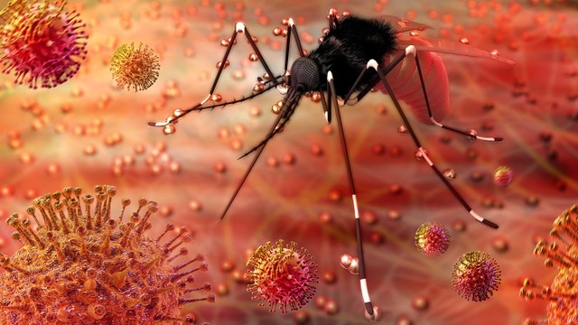 bai-viet/virus-zika-lay-qua-duong-nao-nhung-dieu-can-luu-y-ve-benh-do-virus-zika-68375.html