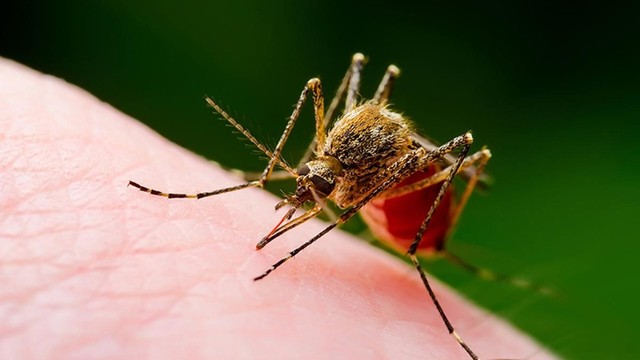 bai-viet/virus-zika-nguy-hiem-nhu-the-nao-va-cach-phong-tranh-virus-zika-68376.html
