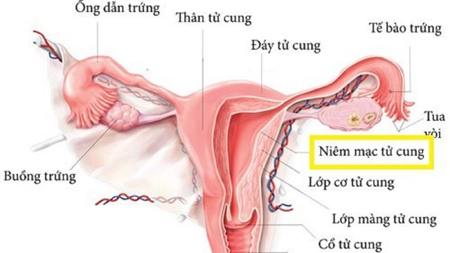 bai-viet/vo-sinh-do-khong-co-tu-cung-la-gi-co-dieu-tri-duoc-vo-sinh-do-khong-co-tu-cung-khong.html