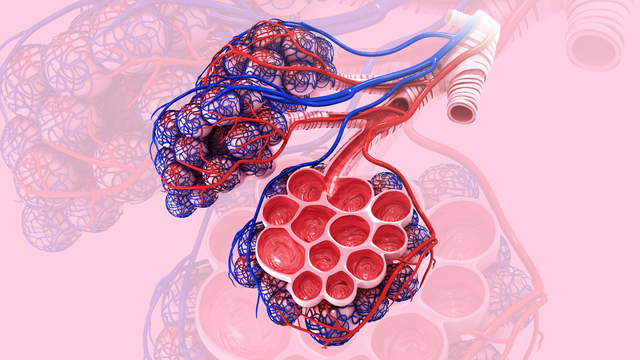 benh/xep-phoi-187.html