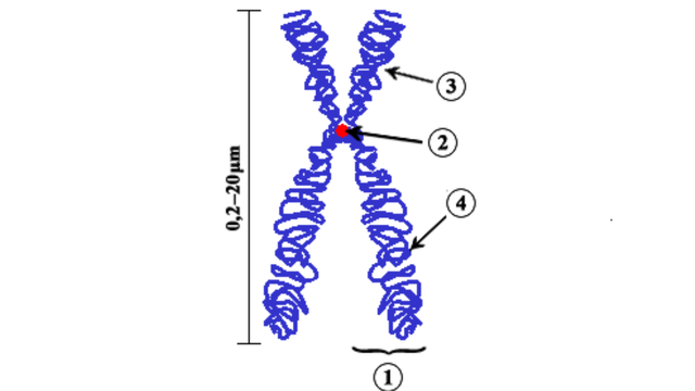 bai-viet/xet-nghiem-nhiem-sac-the-do-ung-dung-trong-y-khoa-de-lam-gi.html