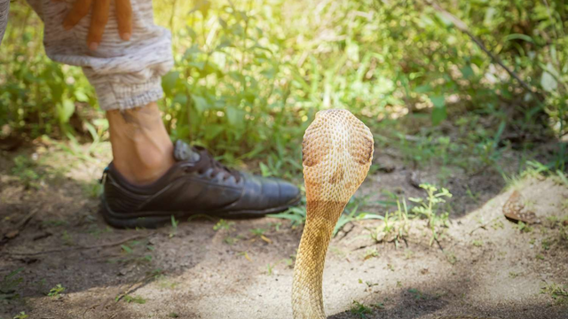 bai-viet/xu-tri-khi-bi-ran-doc-can-cam-nang-sinh-ton-co-the-ban-chua-biet.html