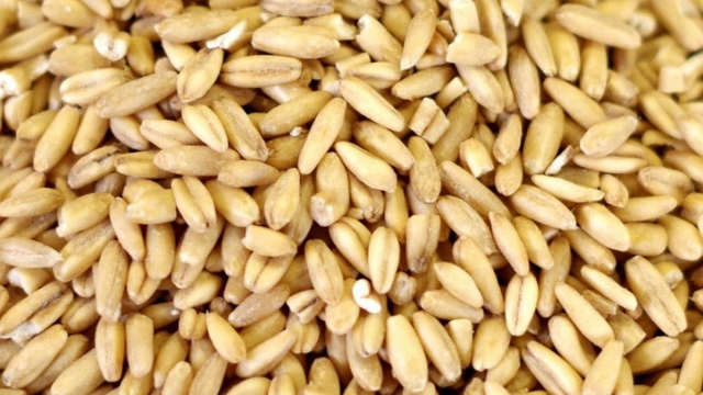 bai-viet/yen-mach-an-song-duoc-khong-nhung-dieu-can-biet-65506.html