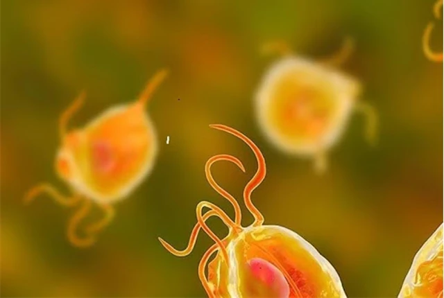 benh/trung-roi-sinh-duc-nu-167.html