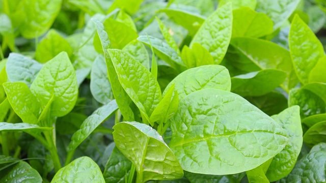 bai-viet/4-loai-rau-ho-tro-kiem-soat-duong-huyet-sau-bua-an-nhieu-tinh-bot.html