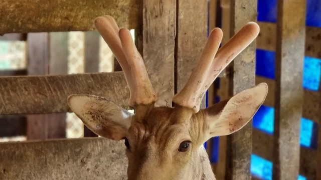 bai-viet/giai-dap-nguoi-tieu-duong-co-dung-duoc-nhung-huou-khong-1.html