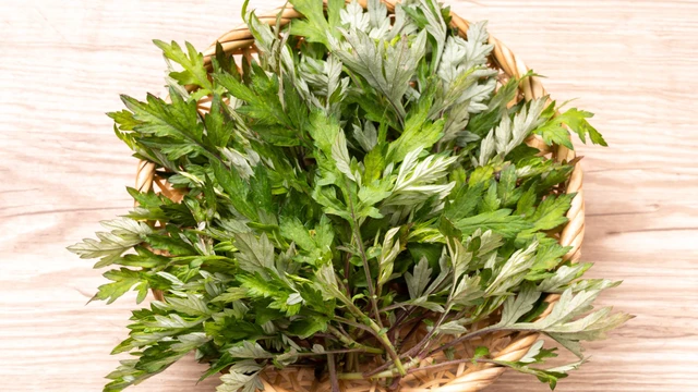 5 món ngon từ ngải cứu giúp bồi bổ cơ thể mùa lạnh