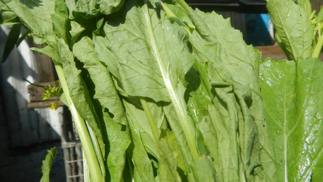 bai-viet/6-loi-ich-cua-rau-cai-be-xanh-va-cach-an-dung-de-tranh-tac-hai.html