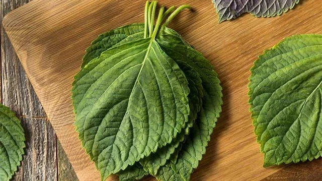 bai-viet/7-cach-chua-me-day-bang-la-tia-to-an-toan-hieu-qua-67866.html