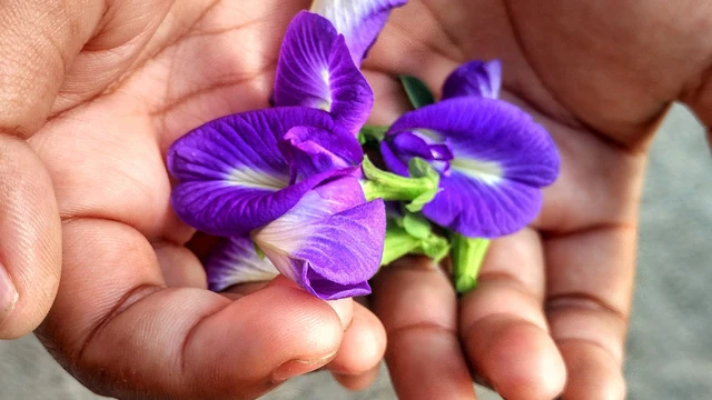 bai-viet/7-loi-ich-suc-khoe-tu-hoa-dau-biec.html