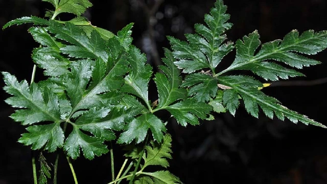 bai-viet/cay-hoang-lien-co-nhung-tac-dung-gi-mot-so-bai-thuoc-tu-cay-hoang-lien.html