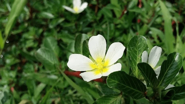 bai-viet/cay-rau-dua-nuoc-co-tac-dung-gi-doi-voi-suc-khoe.html