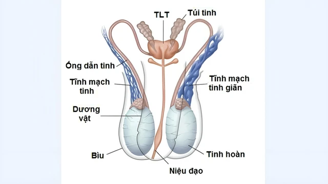 bai-viet/khi-nao-can-dieu-tri-gian-tinh-mach-thung-tinh-do-1-benh-duoc-dieu-tri-nhu-the-nao.html
